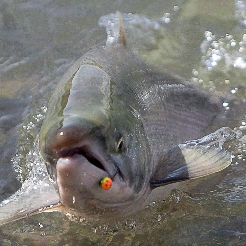How changing catch-and-release fishing practices can boost salmon survival